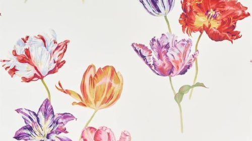 Tulipomania 216666